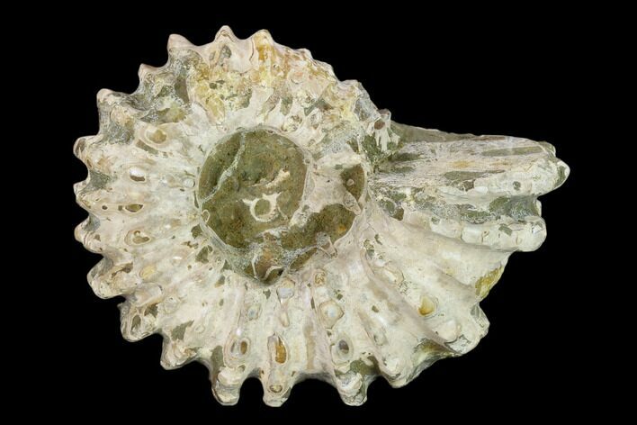 Bumpy Ammonite (Douvilleiceras) Fossil - Madagascar #134168